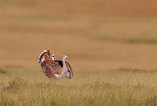 Experts from International Fund for Houbara Conservation Visit Kalmykia